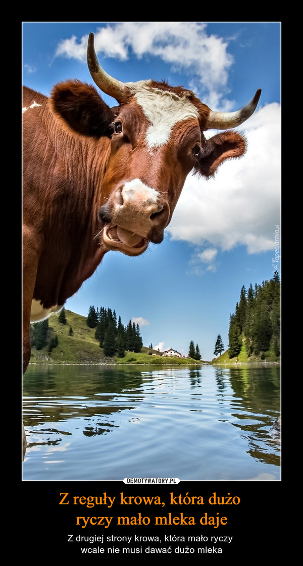 Z reguły krowa, która dużo ryczy mało mleka daje – Z drugiej strony krowa, która mało ryczy wcale nie musi dawać dużo mleka 