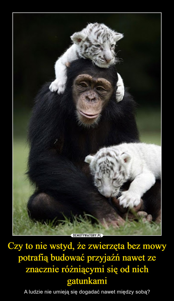 Czy to nie wstyd, że zwierzęta bez mowy potrafią budować przyjaźń nawet ze znacznie różniącymi się od nich gatunkami