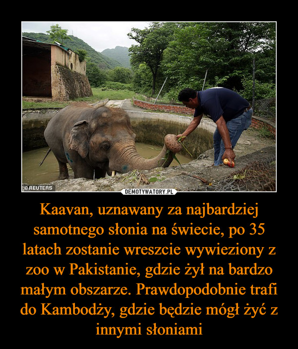 Kaavan, uznawany za najbardziej samotnego słonia na świecie, po 35 latach zostanie wreszcie wywieziony z zoo w Pakistanie, gdzie żył na bardzo małym obszarze. Prawdopodobnie trafi do Kambodży, gdzie będzie mógł żyć z innymi słoniami