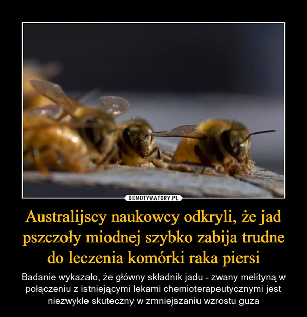 Australijscy naukowcy odkryli, że jad pszczoły miodnej szybko zabija trudne do leczenia komórki raka piersi