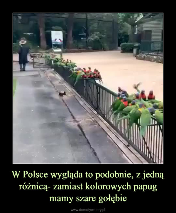 W Polsce wygląda to podobnie, z jedną różnicą- zamiast kolorowych papug mamy szare gołębie –  