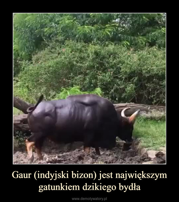 Gaur (indyjski bizon) jest największym gatunkiem dzikiego bydła –  