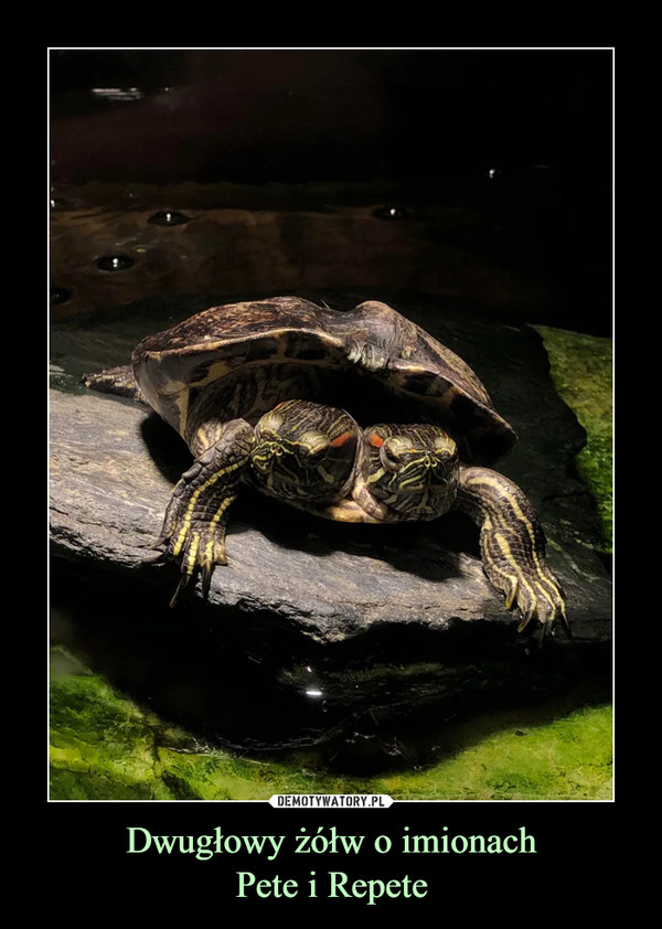 Dwugłowy żółw o imionachPete i Repete –  