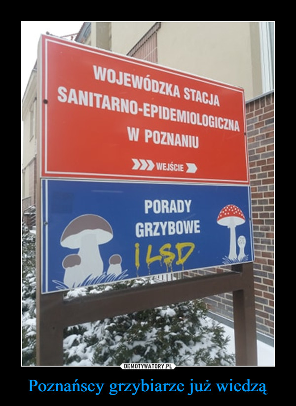 Poznańscy grzybiarze już wiedzą –  