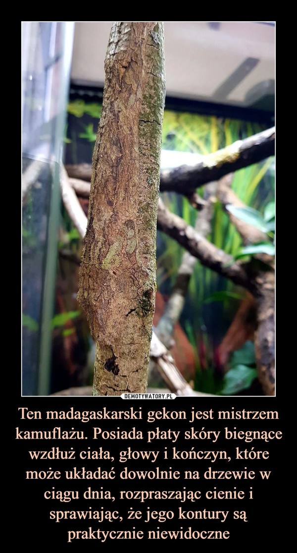 Ten madagaskarski gekon jest mistrzem kamuflażu. Posiada płaty skóry biegnące wzdłuż ciała, głowy i kończyn, które może układać dowolnie na drzewie w ciągu dnia, rozpraszając cienie i sprawiając, że jego kontury są praktycznie niewidoczne