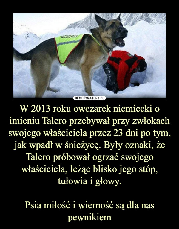 W 2013 roku owczarek niemiecki o imieniu Talero przebywał przy zwłokach swojego właściciela przez 23 dni po tym, jak wpadł w śnieżycę. Były oznaki, że Talero próbował ogrzać swojego właściciela, leżąc blisko jego stóp, tułowia i głowy.

Psia miłość i wierność są dla nas pewnikiem