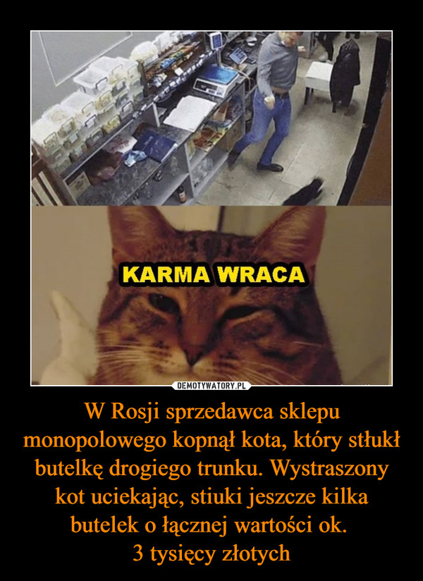 W Rosji sprzedawca sklepu monopolowego kopnął kota, który stłukł butelkę drogiego trunku. Wystraszony kot uciekając, stiuki jeszcze kilka butelek o łącznej wartości ok. 
3 tysięcy złotych