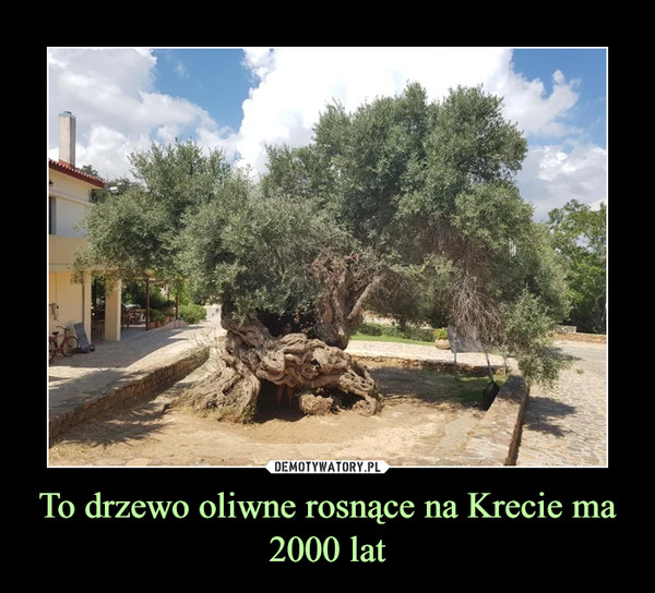To drzewo oliwne rosnące na Krecie ma 2000 lat –  