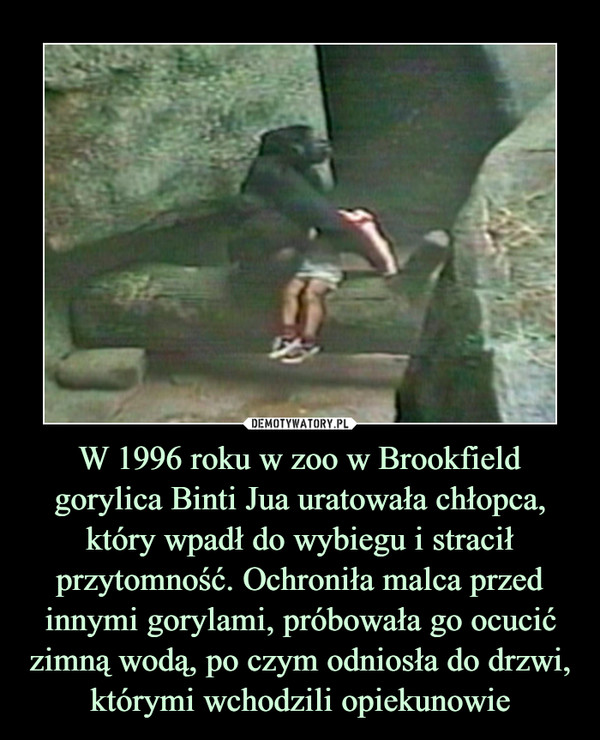 W 1996 roku w zoo w Brookfield gorylica Binti Jua uratowała chłopca, który wpadł do wybiegu i stracił przytomność. Ochroniła malca przed innymi gorylami, próbowała go ocucić zimną wodą, po czym odniosła do drzwi, którymi wchodzili opiekunowie