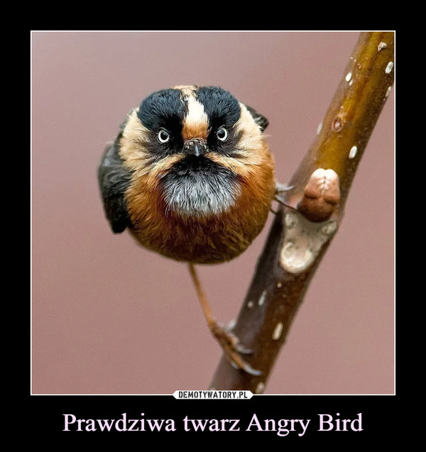 Prawdziwa twarz Angry Bird –  