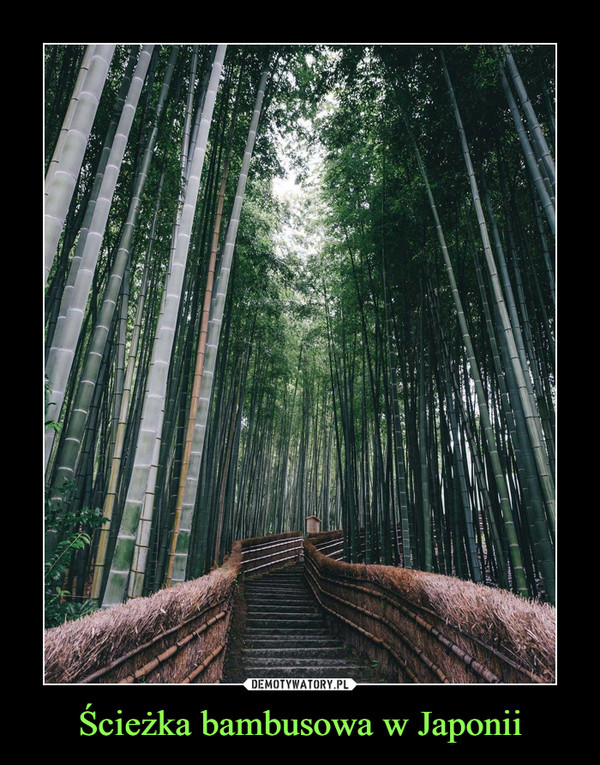 Ścieżka bambusowa w Japonii
