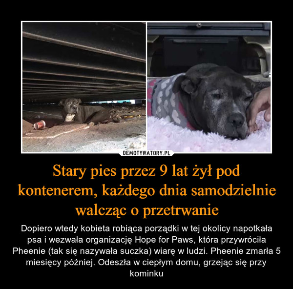 Stary pies przez 9 lat żył pod kontenerem, każdego dnia samodzielnie walcząc o przetrwanie