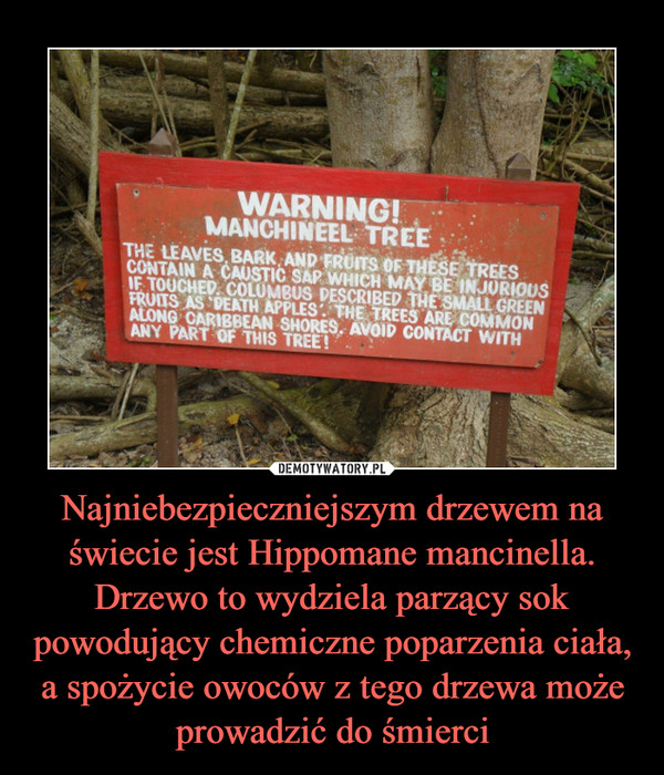 Najniebezpieczniejszym drzewem na świecie jest Hippomane mancinella. Drzewo to wydziela parzący sok powodujący chemiczne poparzenia ciała, a spożycie owoców z tego drzewa może prowadzić do śmierci –  