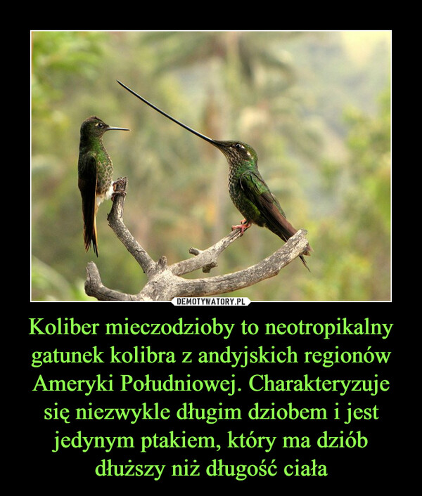 Koliber mieczodzioby to neotropikalny gatunek kolibra z andyjskich regionów Ameryki Południowej. Charakteryzuje się niezwykle długim dziobem i jest jedynym ptakiem, który ma dziób dłuższy niż długość ciała –  