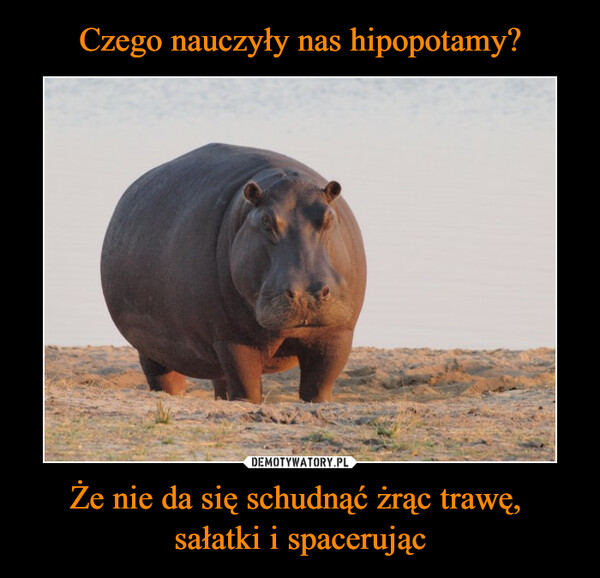 Czego nauczyły nas hipopotamy? Że nie da się schudnąć żrąc trawę, 
sałatki i spacerując