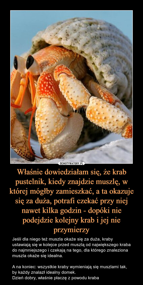 Właśnie dowiedziałam się, że krab pustelnik, kiedy znajdzie muszlę, w której mógłby zamieszkać, a ta okazuje się za duża, potrafi czekać przy niej nawet kilka godzin - dopóki nie podejdzie kolejny krab i jej nie przymierzy – Jeśli dla niego też muszla okaże się za duża, kraby ustawiają się w kolejce przed muszlą od największego kraba do najmniejszego i czekają na tego, dla którego znaleziona muszla okaże się idealna. A na koniec: wszystkie kraby wymieniają się muszlami tak, by każdy znalazł idealny domek.Dzień dobry, właśnie płaczę z powodu kraba 