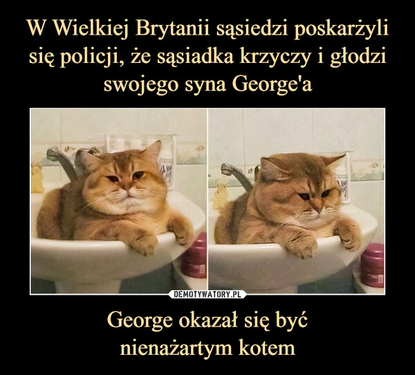 George okazał się byćnienażartym kotem –  