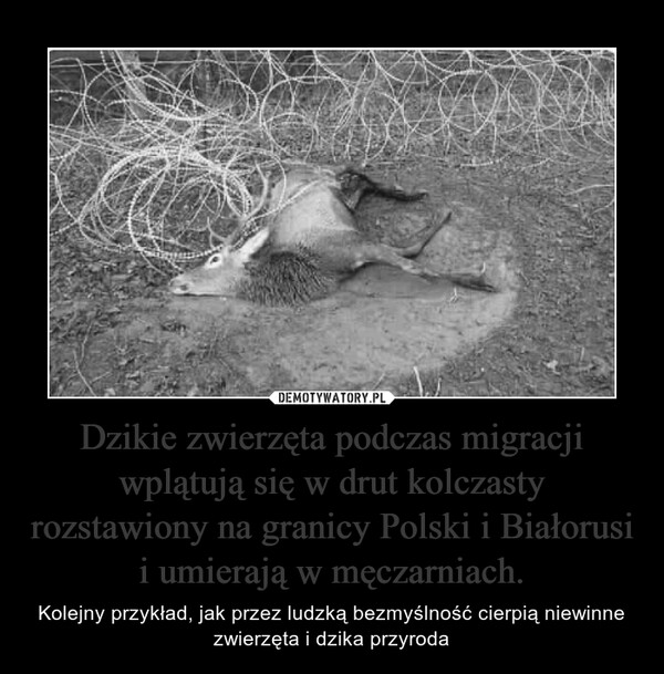 Dzikie zwierzęta podczas migracji wplątują się w drut kolczasty rozstawiony na granicy Polski i Białorusi i umierają w męczarniach.
