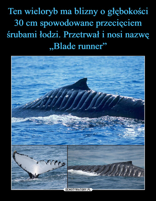Ten wieloryb ma blizny o głębokości 30 cm spowodowane przecięciem śrubami łodzi. Przetrwał i nosi nazwę „Blade runner”