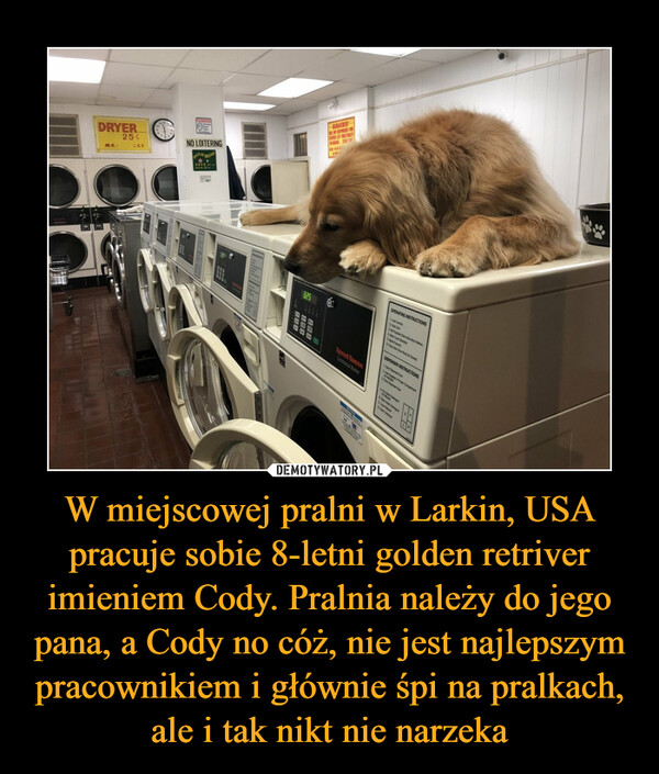 W miejscowej pralni w Larkin, USA pracuje sobie 8-letni golden retriver imieniem Cody. Pralnia należy do jego pana, a Cody no cóż, nie jest najlepszym pracownikiem i głównie śpi na pralkach, ale i tak nikt nie narzeka –  