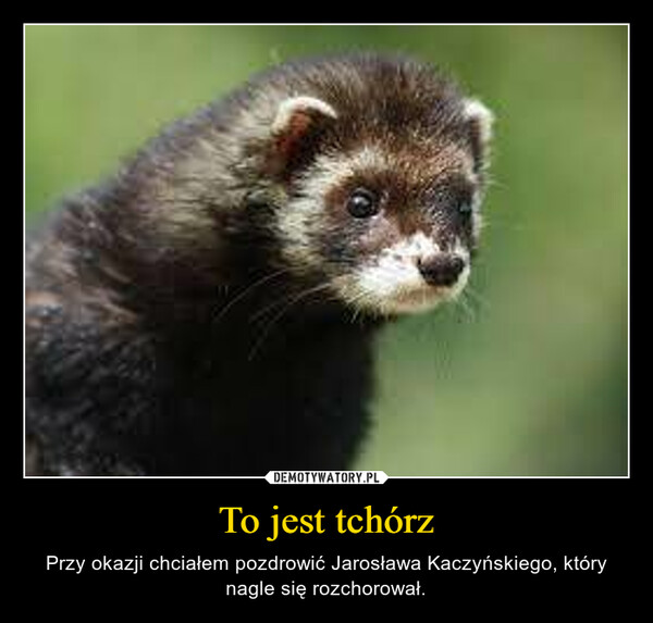 To jest tchórz – Przy okazji chciałem pozdrowić Jarosława Kaczyńskiego, który nagle się rozchorował. 