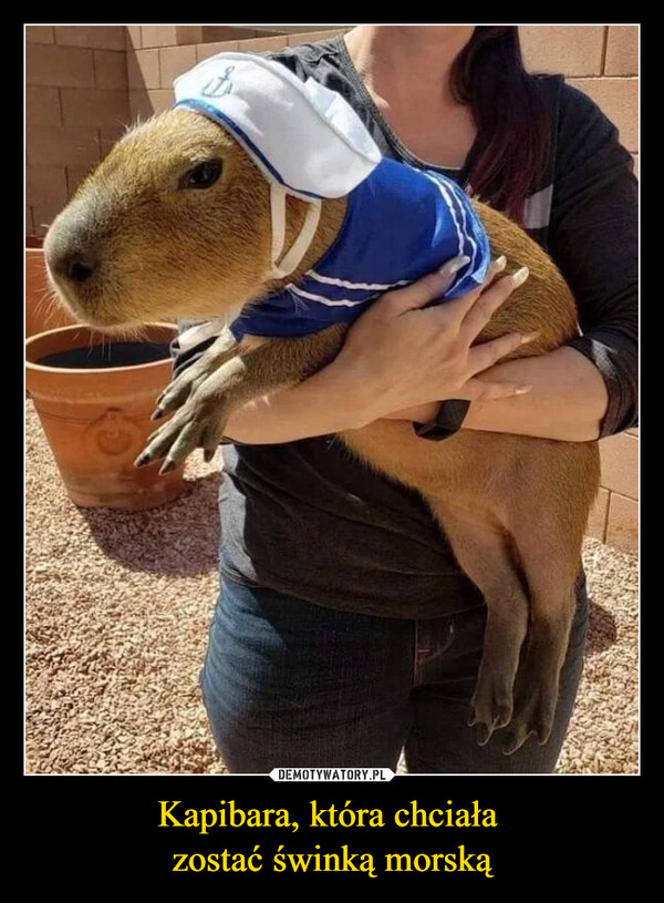Kapibara, która chciała zostać świnką morską –  