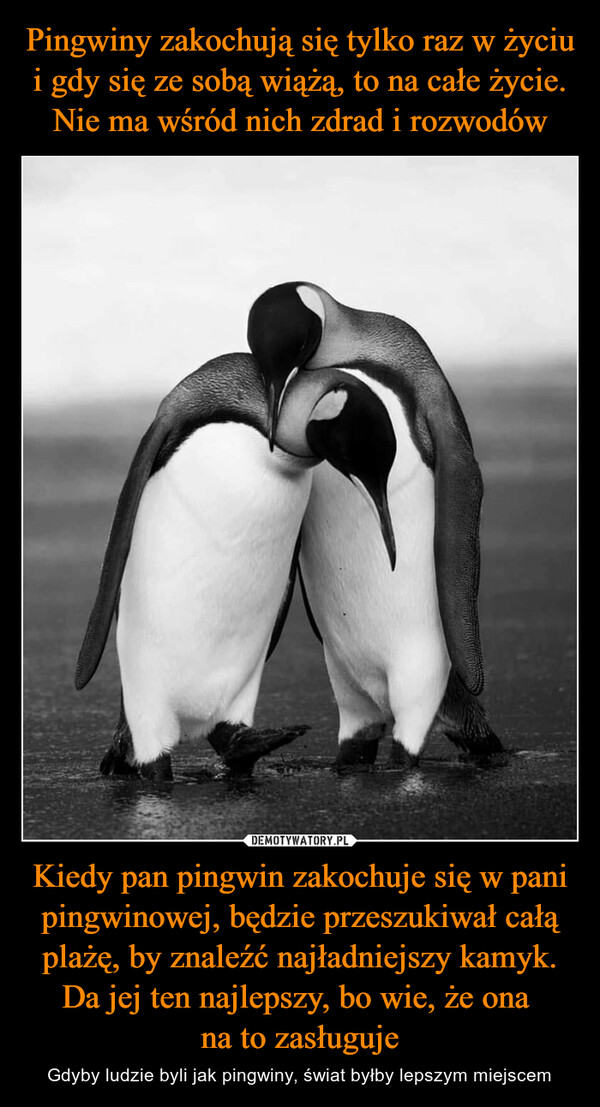 Kiedy pan pingwin zakochuje się w pani pingwinowej, będzie przeszukiwał całą plażę, by znaleźć najładniejszy kamyk. Da jej ten najlepszy, bo wie, że ona na to zasługuje – Gdyby ludzie byli jak pingwiny, świat byłby lepszym miejscem 