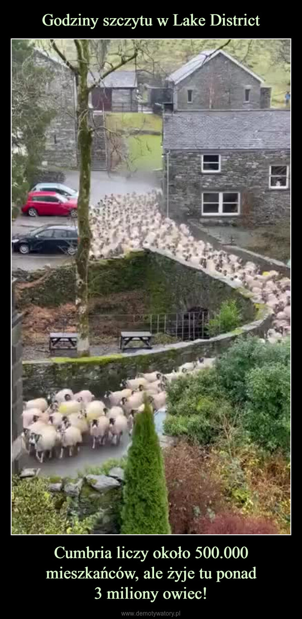 Cumbria liczy około 500.000 mieszkańców, ale żyje tu ponad3 miliony owiec! –  