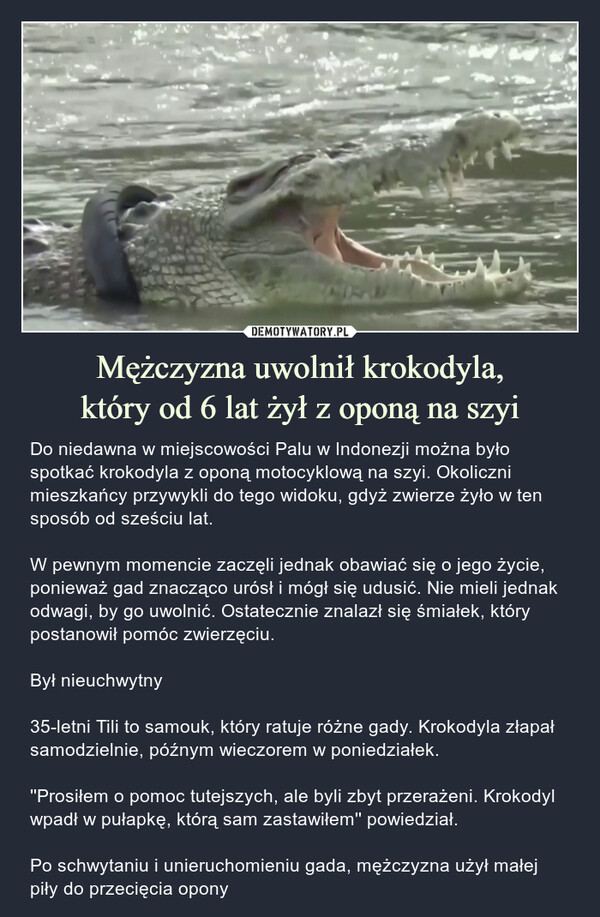 Mężczyzna uwolnił krokodyla,który od 6 lat żył z oponą na szyi – Do niedawna w miejscowości Palu w Indonezji można było spotkać krokodyla z oponą motocyklową na szyi. Okoliczni mieszkańcy przywykli do tego widoku, gdyż zwierze żyło w ten sposób od sześciu lat.W pewnym momencie zaczęli jednak obawiać się o jego życie, ponieważ gad znacząco urósł i mógł się udusić. Nie mieli jednak odwagi, by go uwolnić. Ostatecznie znalazł się śmiałek, który postanowił pomóc zwierzęciu.Był nieuchwytny35-letni Tili to samouk, który ratuje różne gady. Krokodyla złapał samodzielnie, późnym wieczorem w poniedziałek.''Prosiłem o pomoc tutejszych, ale byli zbyt przerażeni. Krokodyl wpadł w pułapkę, którą sam zastawiłem'' powiedział.Po schwytaniu i unieruchomieniu gada, mężczyzna użył małej piły do przecięcia opony Do niedawna w miejscowości Palu w Indonezji można było spotkać krokodyla z oponą motocyklową na szyi. Okoliczni mieszkańcy przywykli do tego widoku, gdyż zwierze żyło w ten sposób od sześciu lat.W pewnym momencie zaczęli jednak obawiać się o jego życie, ponieważ gad znacząco urósł i mógł się udusić. Nie mieli jednak odwagi, by go uwolnić. Ostatecznie znalazł się śmiałek, który postanowił pomóc zwierzęciu.Był nieuchwytny35-letni Tili to samouk, który ratuje różne gady. Krokodyla złapał samodzielnie, późnym wieczorem w poniedziałek.''Prosiłem o pomoc tutejszych, ale byli zbyt przerażeni. Krokodyl wpadł w pułapkę, którą sam zastawiłem'' powiedział.Po schwytaniu i unieruchomieniu gada, mężczyzna użył małej piły do przecięcia opony