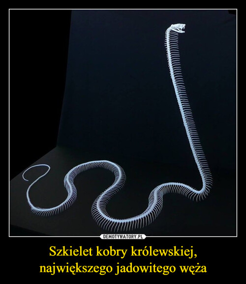 Szkielet kobry królewskiej,
największego jadowitego węża