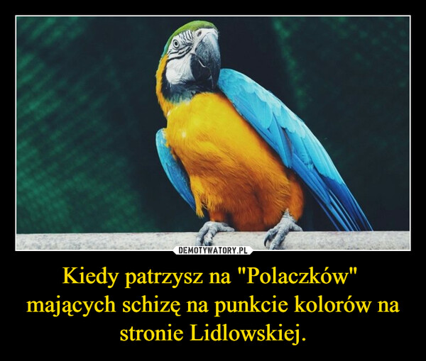 Kiedy patrzysz na "Polaczków"  mających schizę na punkcie kolorów na stronie Lidlowskiej. –  