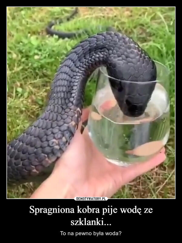 Spragniona kobra pije wodę ze szklanki...