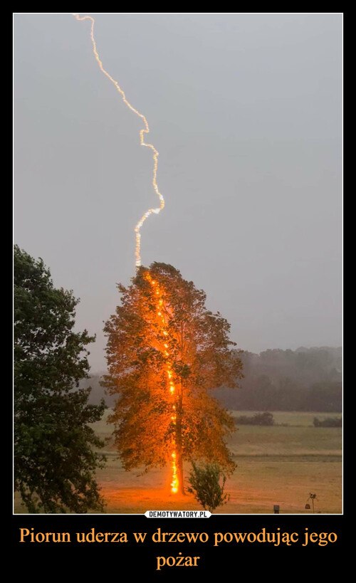 Piorun uderza w drzewo powodując jego pożar