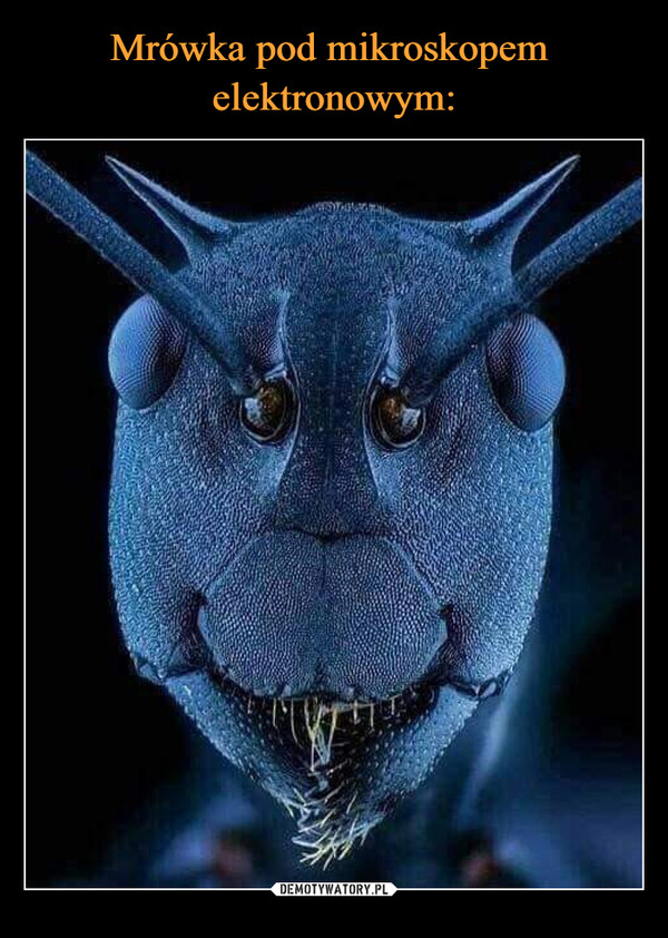 Mrówka pod mikroskopem 
elektronowym: