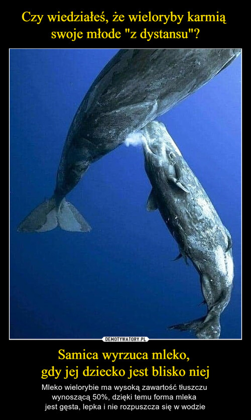 Czy wiedziałeś, że wieloryby karmią 
swoje młode "z dystansu"? Samica wyrzuca mleko, 
gdy jej dziecko jest blisko niej