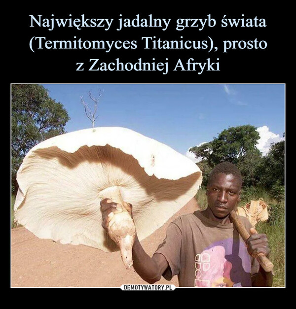 Największy jadalny grzyb świata (Termitomyces Titanicus), prosto
z Zachodniej Afryki