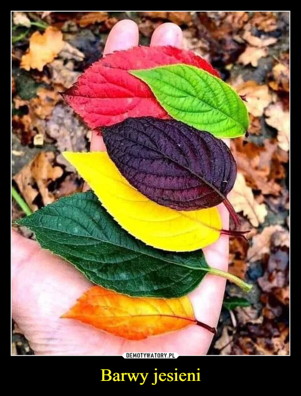 Barwy jesieni –  