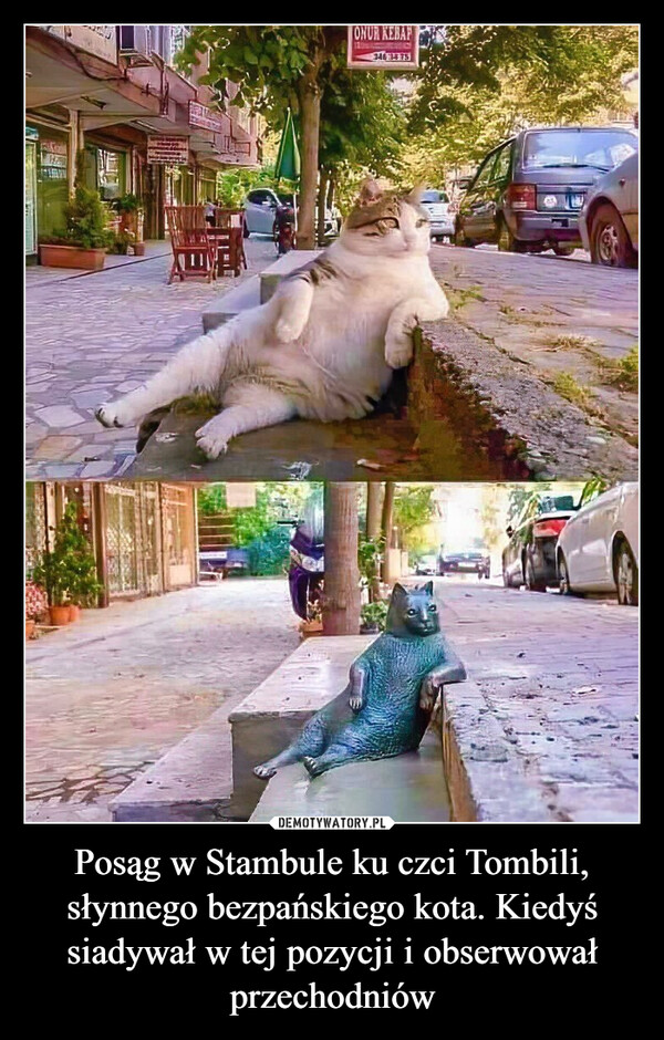 Posąg w Stambule ku czci Tombili, słynnego bezpańskiego kota. Kiedyś siadywał w tej pozycji i obserwował przechodniów –  