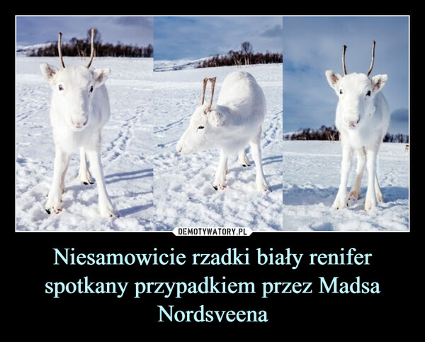 Niesamowicie rzadki biały renifer spotkany przypadkiem przez Madsa Nordsveena –  
