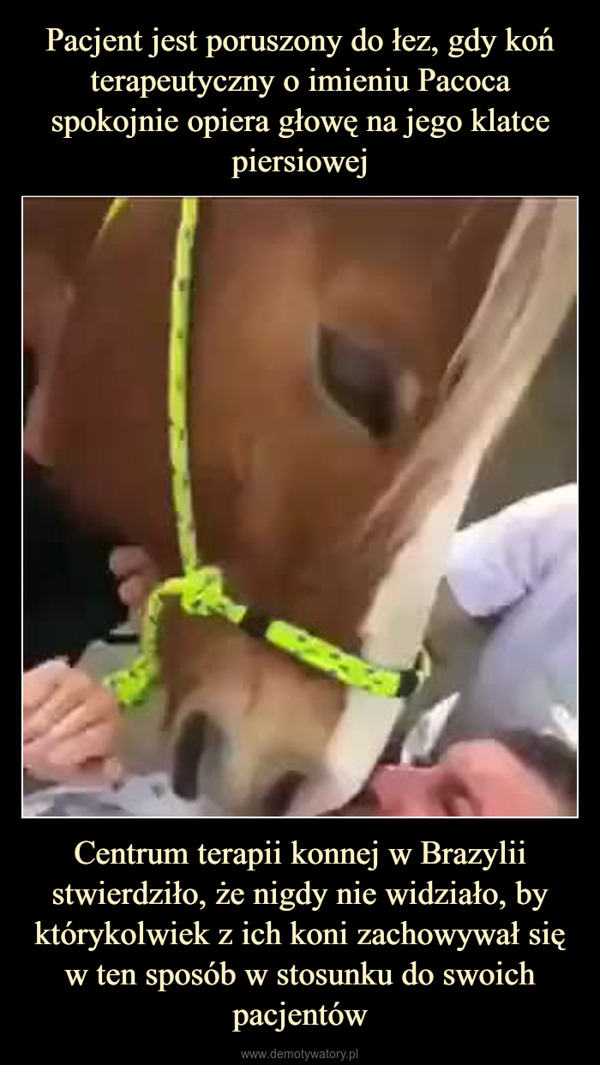 Centrum terapii konnej w Brazylii stwierdziło, że nigdy nie widziało, by którykolwiek z ich koni zachowywał się w ten sposób w stosunku do swoich pacjentów –  