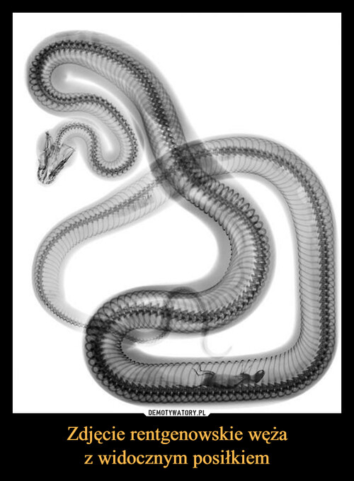 Zdjęcie rentgenowskie węża
z widocznym posiłkiem