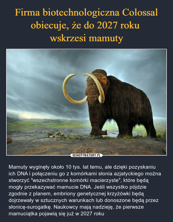 Firma biotechnologiczna Colossal obiecuje, że do 2027 roku 
wskrzesi mamuty