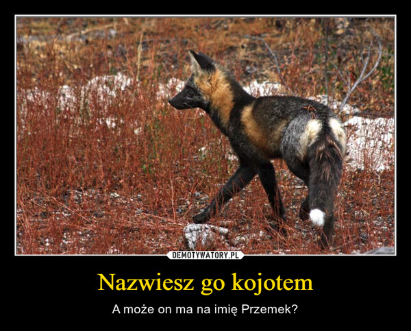 Nazwiesz go kojotem – A może on ma na imię Przemek? 
