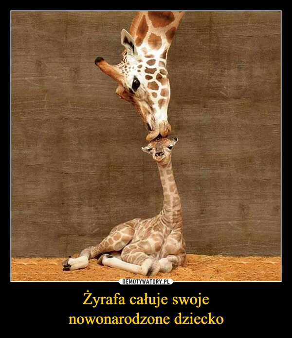Żyrafa całuje swojenowonarodzone dziecko –  