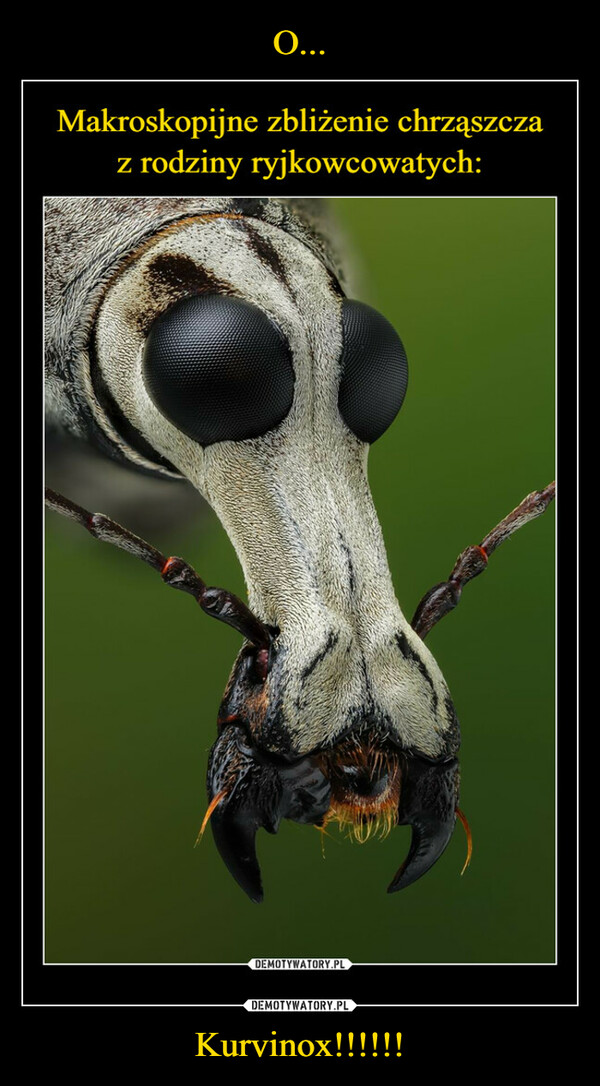 Kurvinox!!!!!! –  Makroskopijne zbliżenie chrząszczaz rodziny ryjkowcowatych:DEMOTYWATORY.PL