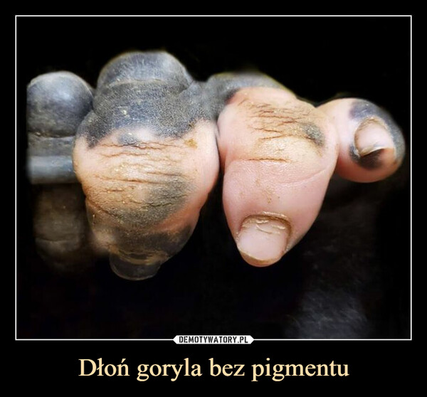 Dłoń goryla bez pigmentu –  