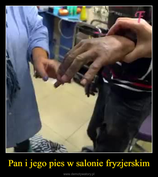 Pan i jego pies w salonie fryzjerskim –  NEWatch againFPeople in the video have no connecticto this stor