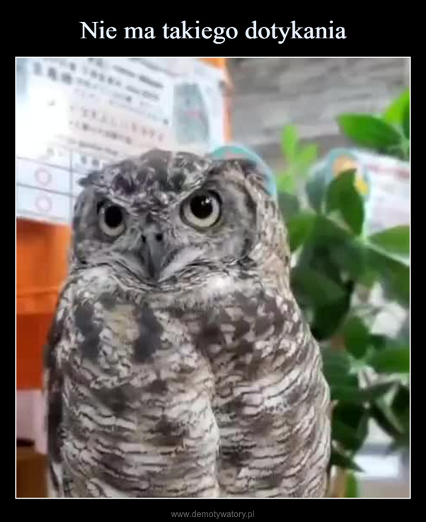  –  140-あうるぱーくフクロウカフェ池袋Owlpark owleafe ikebukuro