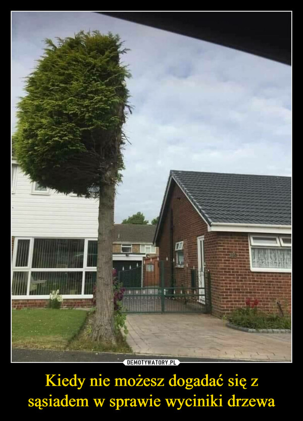 Kiedy nie możesz dogadać się z sąsiadem w sprawie wyciniki drzewa