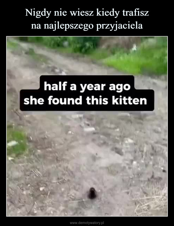  –  half a year agoshe found this kitten
